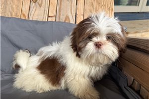 Alex - Shih Tzu for sale