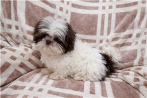 Alex - puppy for sale