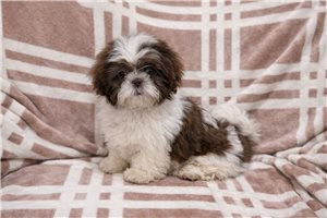 Asher - Shih Tzu for sale