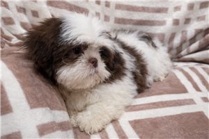 Avery - Shih Tzu for sale