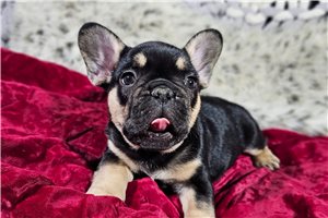 Arturo - puppy for sale