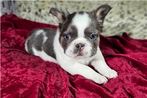 Apollo - French Bulldog for sale