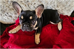 Arturo - French Bulldog for sale