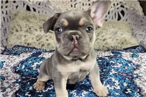 Bethann - puppy for sale