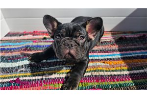 Ajax - French Bulldog for sale
