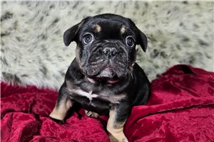 Bernard - French Bulldog for sale
