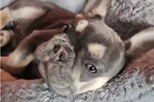 Bethann - French Bulldog for sale