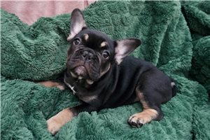 Bernard - French Bulldog for sale