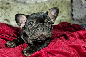 Ajax - puppy for sale