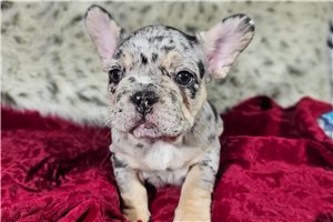 Bash - puppy for sale