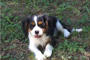 Theodore - Cavalier King Charles Spaniel, placed in Charlotte