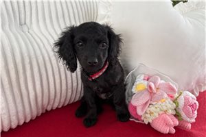 Anthony - puppy for sale