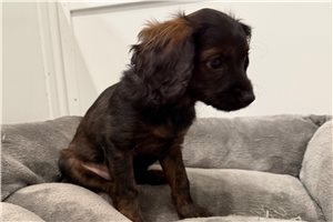 Amelia - puppy for sale