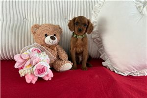 Avery - puppy for sale