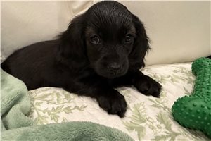 Abigail - puppy for sale