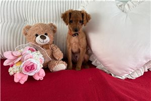 Alex - Cavapoo for sale