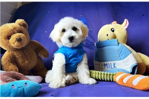 Nikau - Malti Poo - Maltipoo for sale