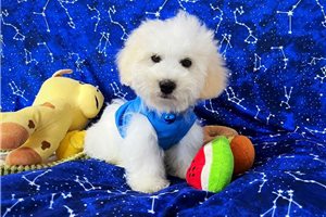 Liam - puppy for sale