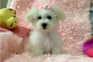 Rachel - Malti Poo - Maltipoo for sale