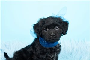 Pete - Malti Poo - Maltipoo for sale