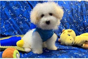 Ricardo - puppy for sale