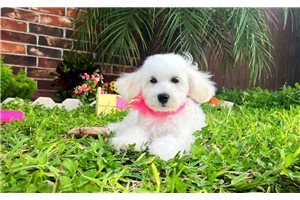 Perdia - Malti Poo - Maltipoo for sale