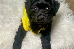 Pete - puppy for sale