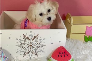 Perdia - Malti Poo - Maltipoo for sale