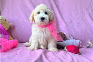 Nedra - Malti Poo - Maltipoo for sale