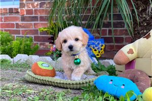 Nimbus - Malti Poo - Maltipoo for sale