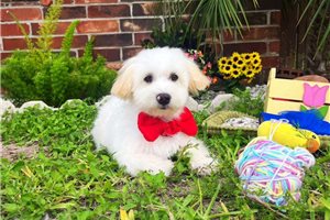 Logan - Malti Poo - Maltipoo for sale