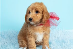 Perry - puppy for sale