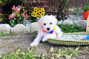 Nikau - puppy for sale