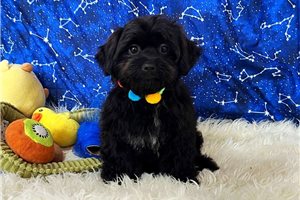 Pete - Malti Poo - Maltipoo for sale
