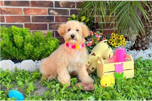Petal - Malti Poo - Maltipoo for sale