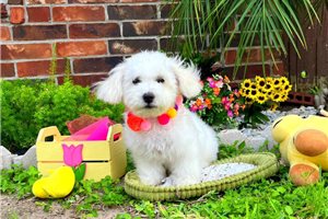 Rachel - Malti Poo - Maltipoo for sale