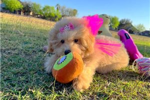 Petal - puppy for sale