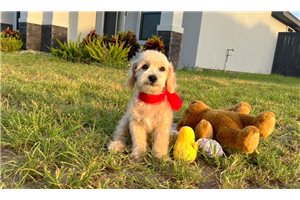 Nimbus - Malti Poo - Maltipoo for sale