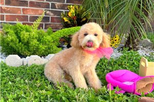 Petal - Malti Poo - Maltipoo for sale