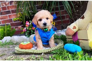 Nile - Malti Poo - Maltipoo for sale