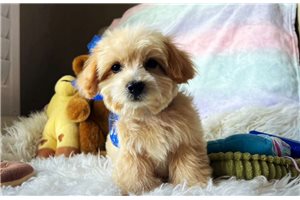 Nimbus - Malti Poo - Maltipoo for sale