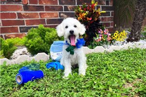 Nikau - Malti Poo - Maltipoo for sale