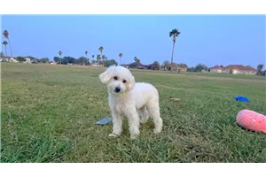 Nikau - Maltipoo for sale
