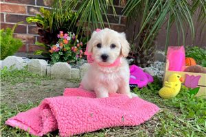 Nedra - puppy for sale