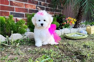 Perdia - Malti Poo - Maltipoo for sale