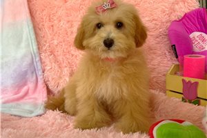 Petal - Malti Poo - Maltipoo for sale