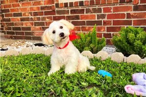 Logan - Malti Poo - Maltipoo for sale