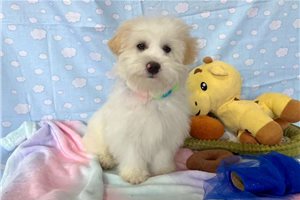 Logan - Malti Poo - Maltipoo for sale