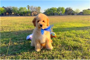 Roosevelt - Poodle, Miniature for sale
