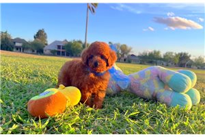 Jase - puppy for sale